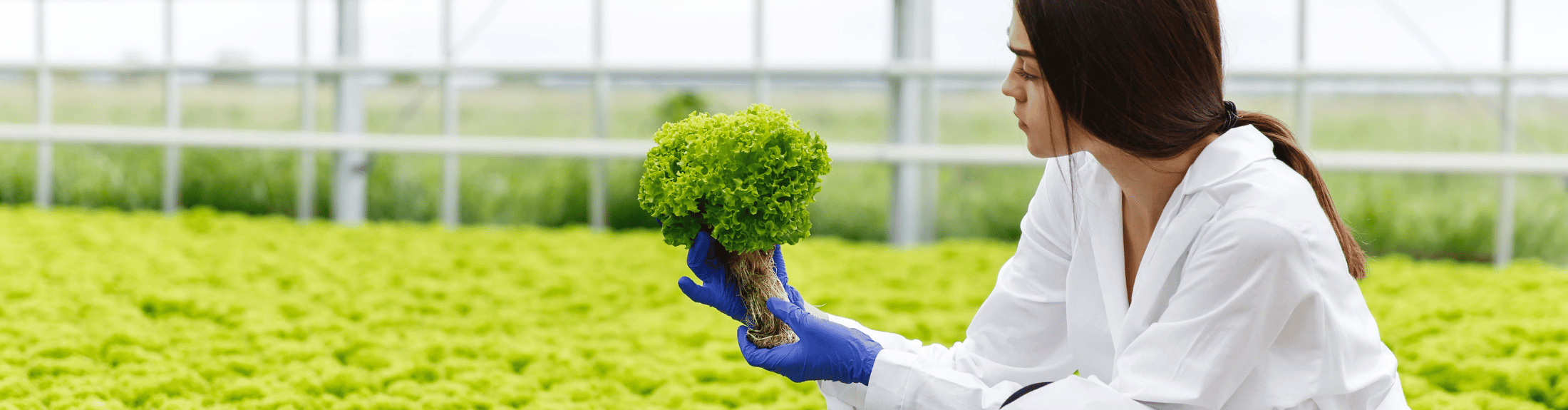 Woman in lab coat examining growing food in greenhouse as part of Safe Quality Food (SQF) food safety management system.