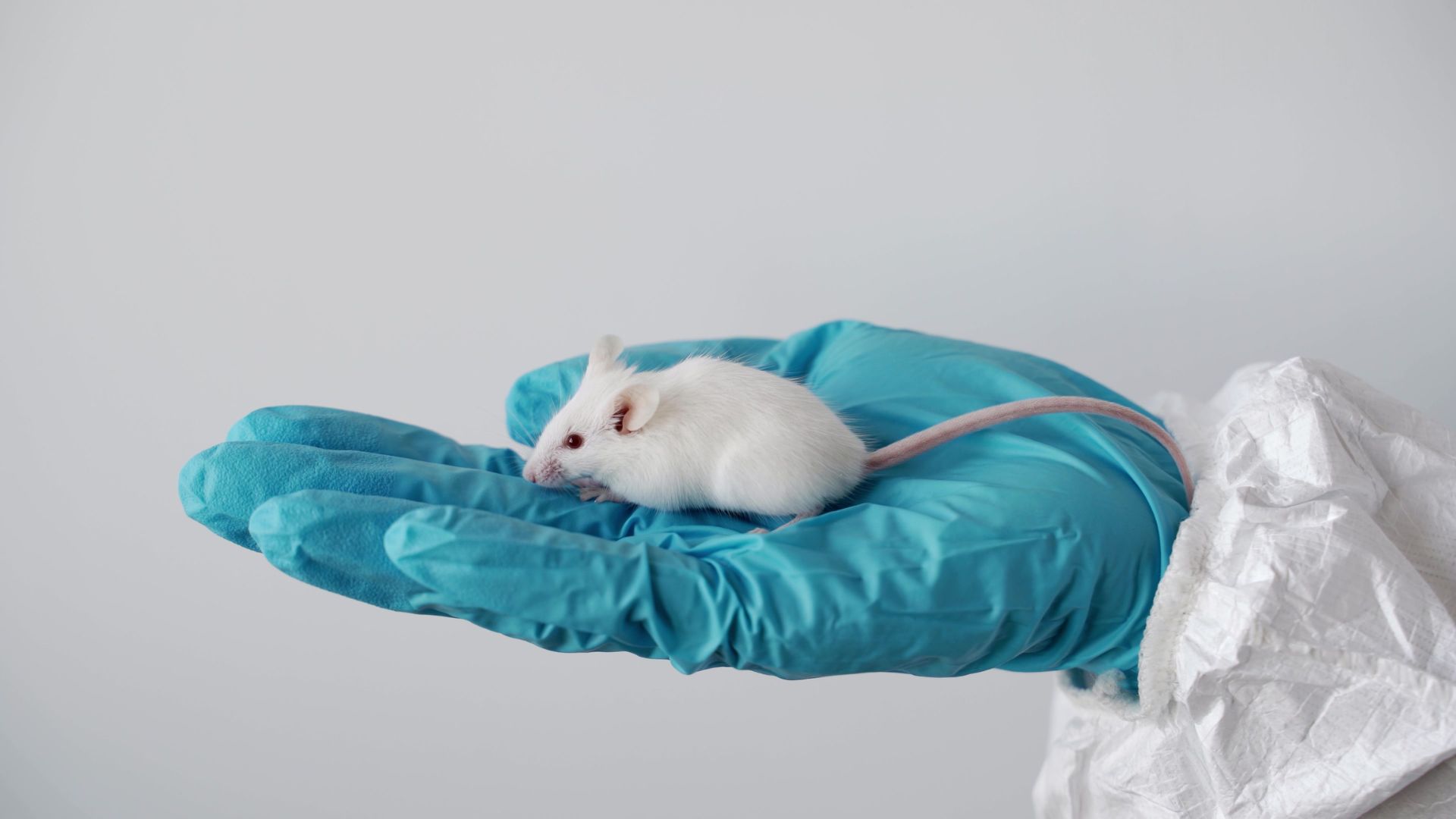 What Canada’s Animal Testing Ban Means for Cosmetic Manufacturers — A Practical Deep Dive